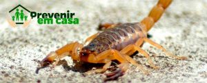 Acidentes-com-animais-peçonhentos Acidentes-com-animais-peçonhentos